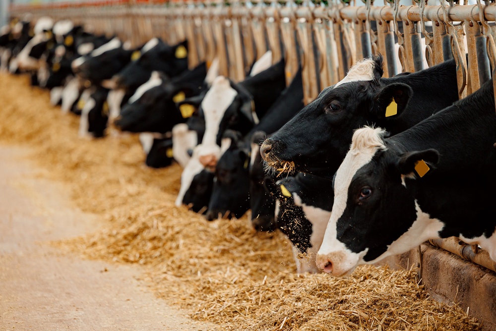 Milk production