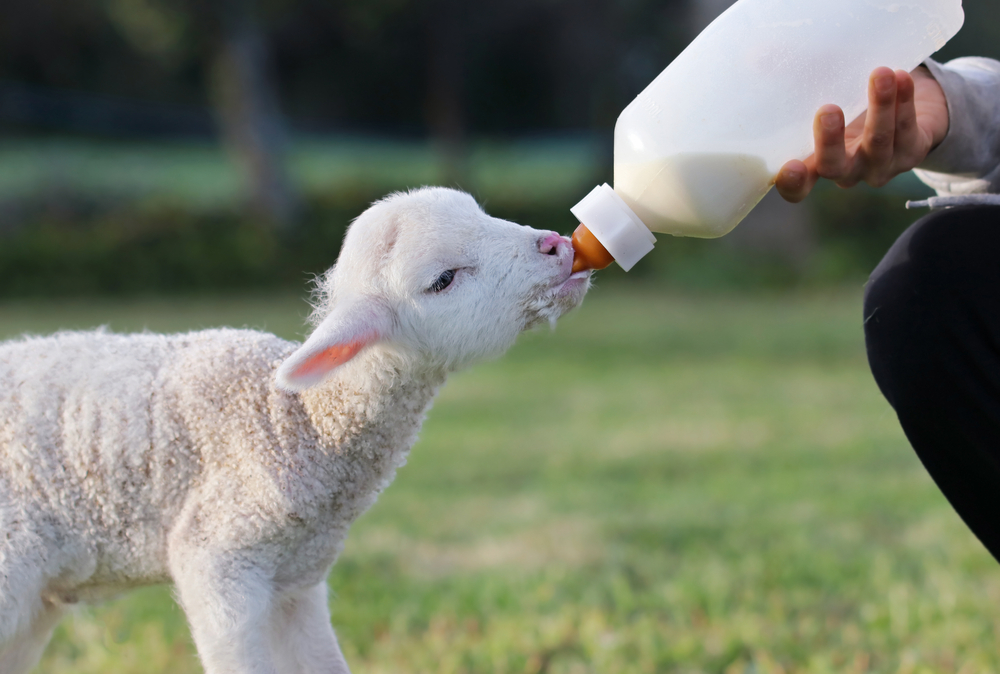 Rearing animals