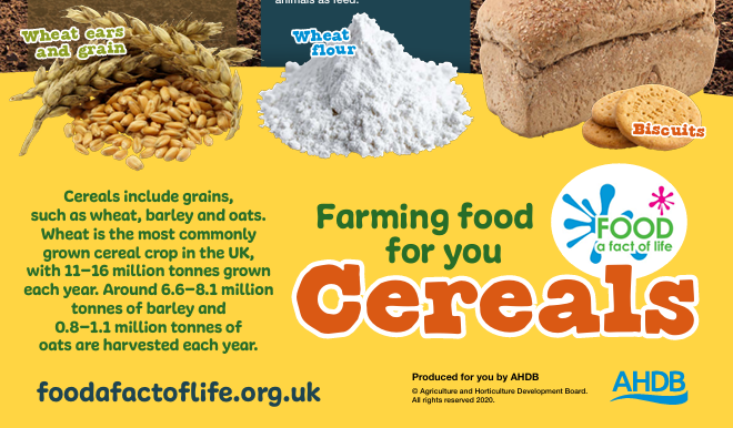 Farming food for you - cereals