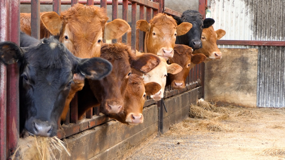 Livestock farming