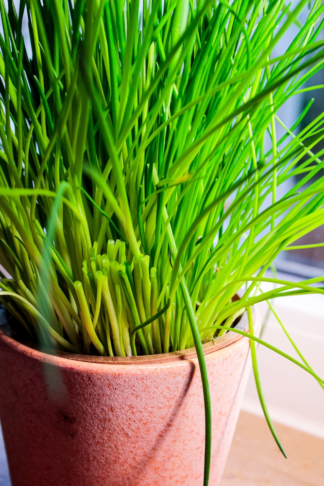 How to grow chives (3-5)