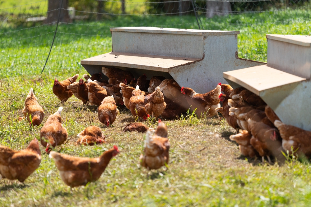 Poultry presentation 14-16
