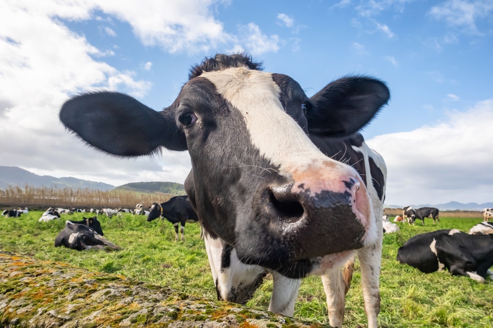 An introduction to dairy farming