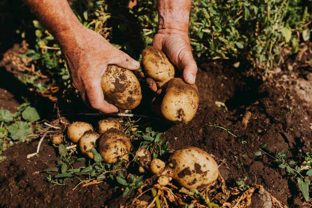 Potatoes - the journey cards