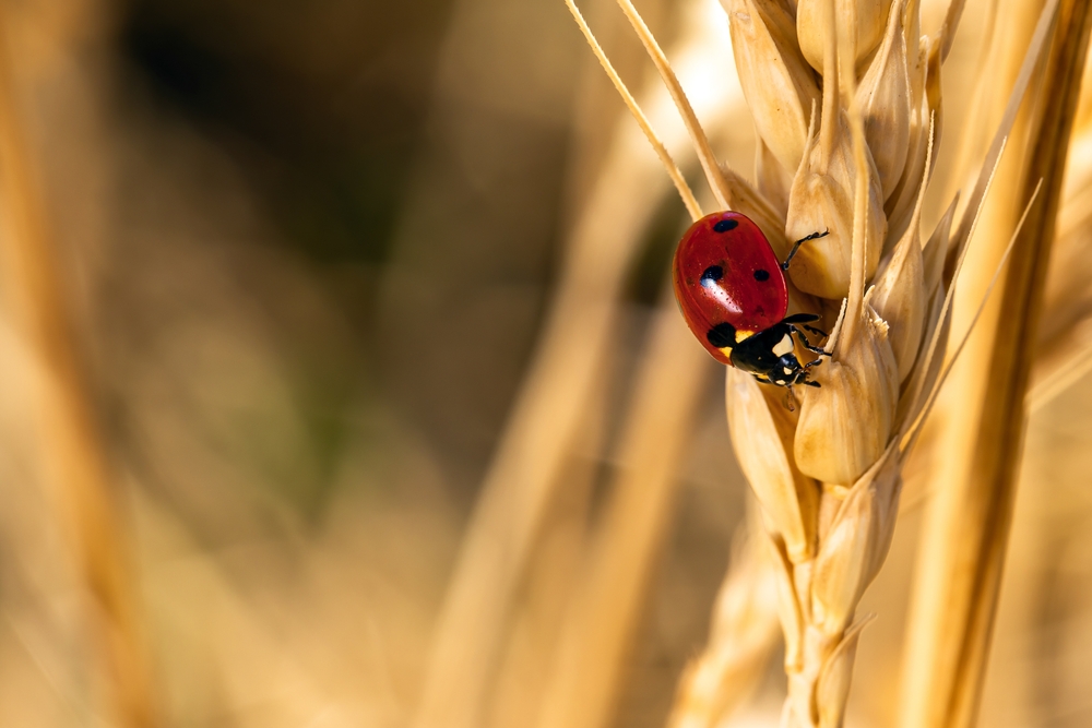 Biodiversity