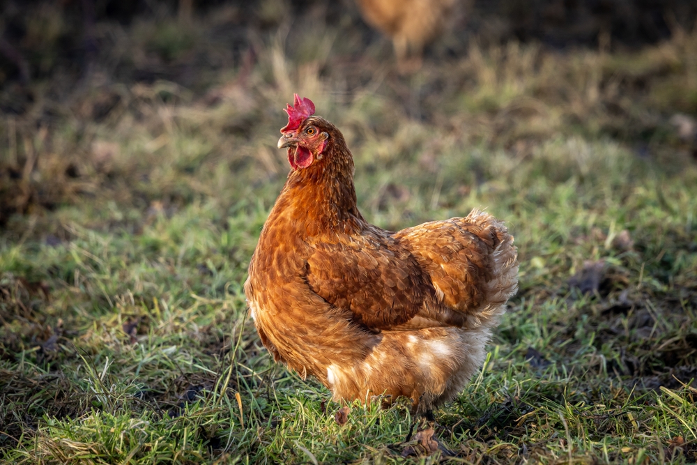 Grown, reared or caught cards