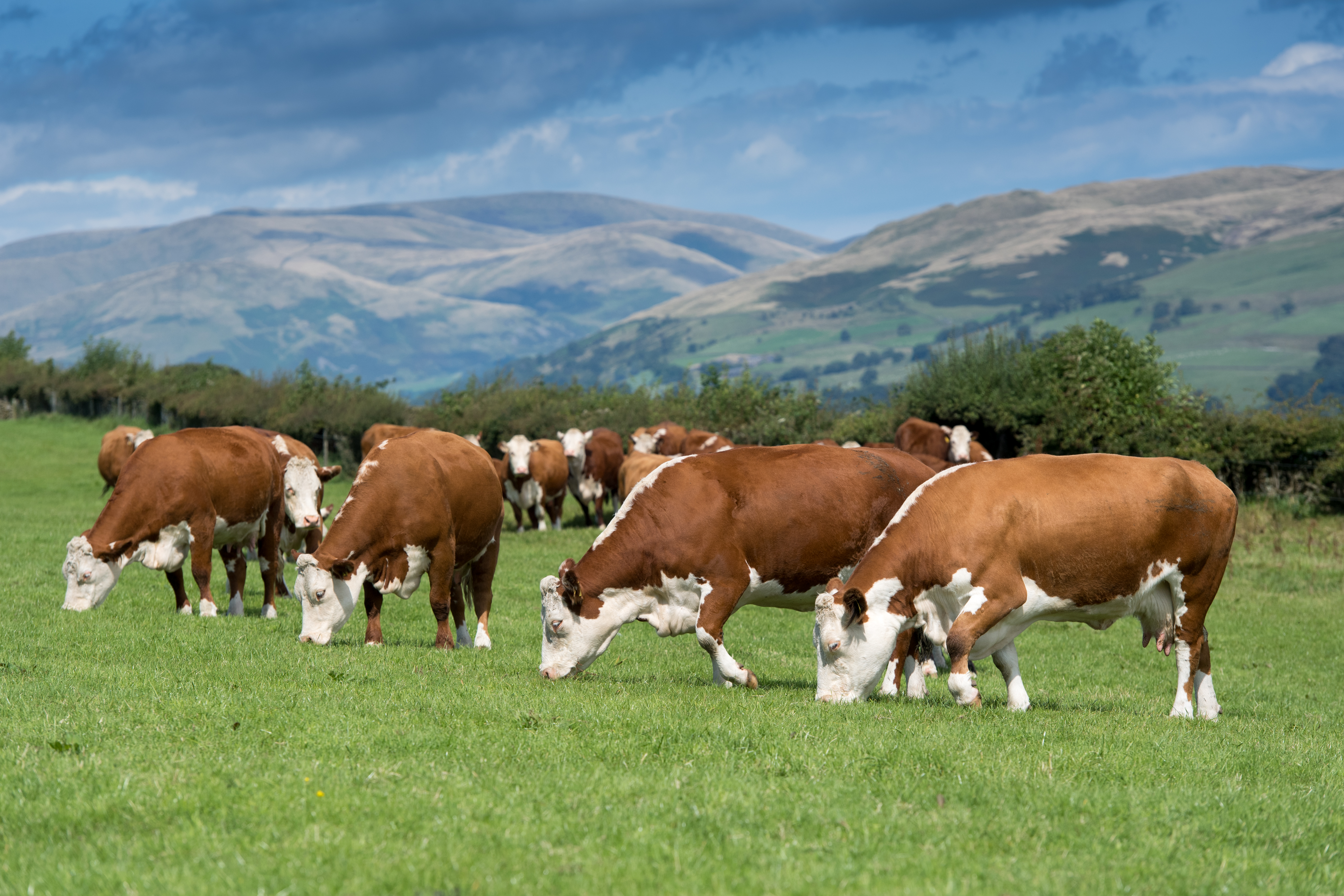 Cattle farming