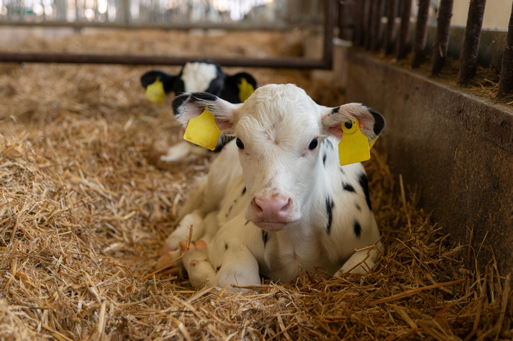 Animal welfare worksheet