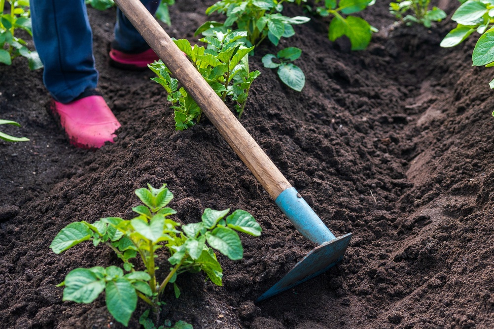 Where do potatoes grow?