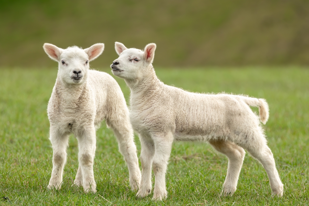 Lamb - the journey cards