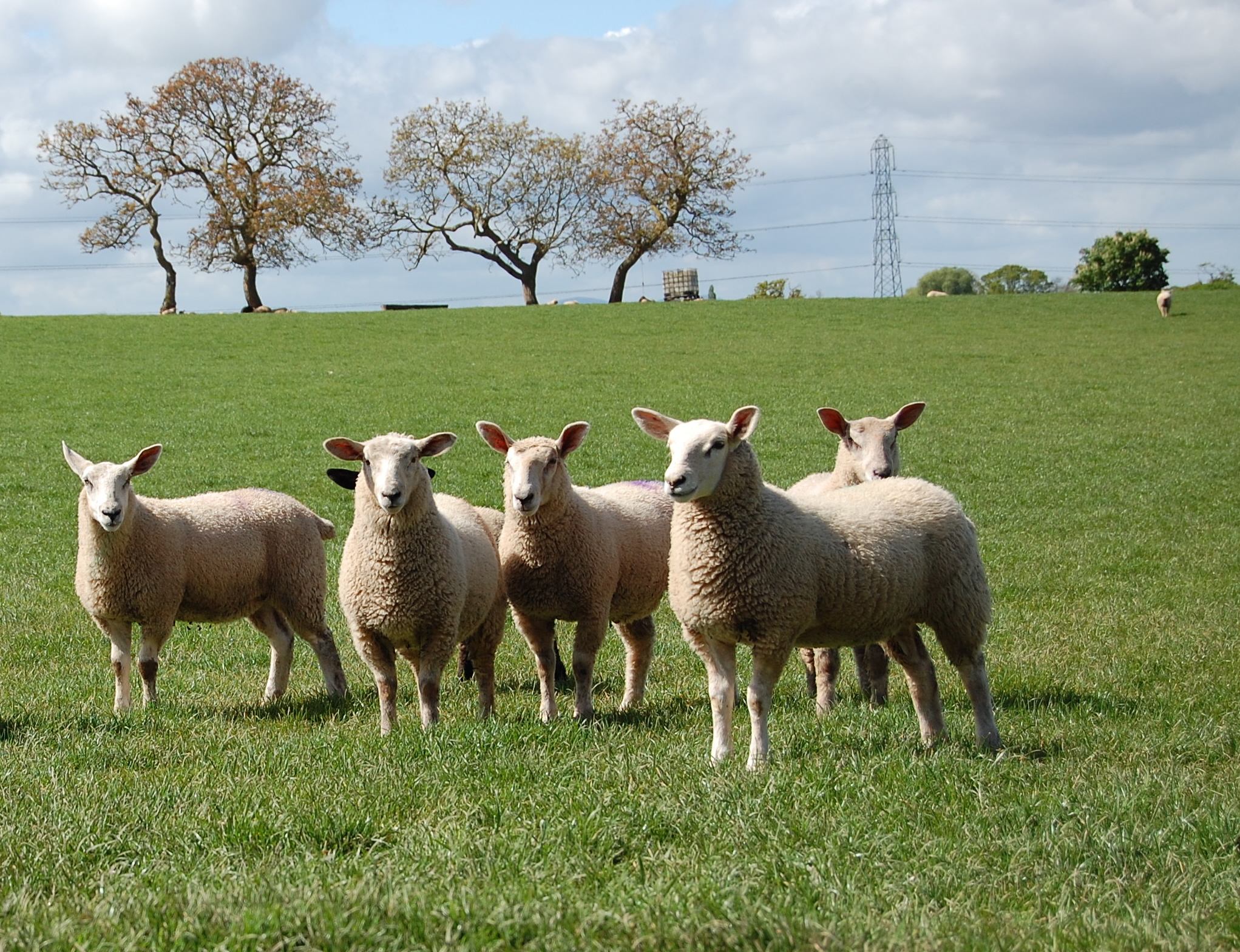 Sheep farming