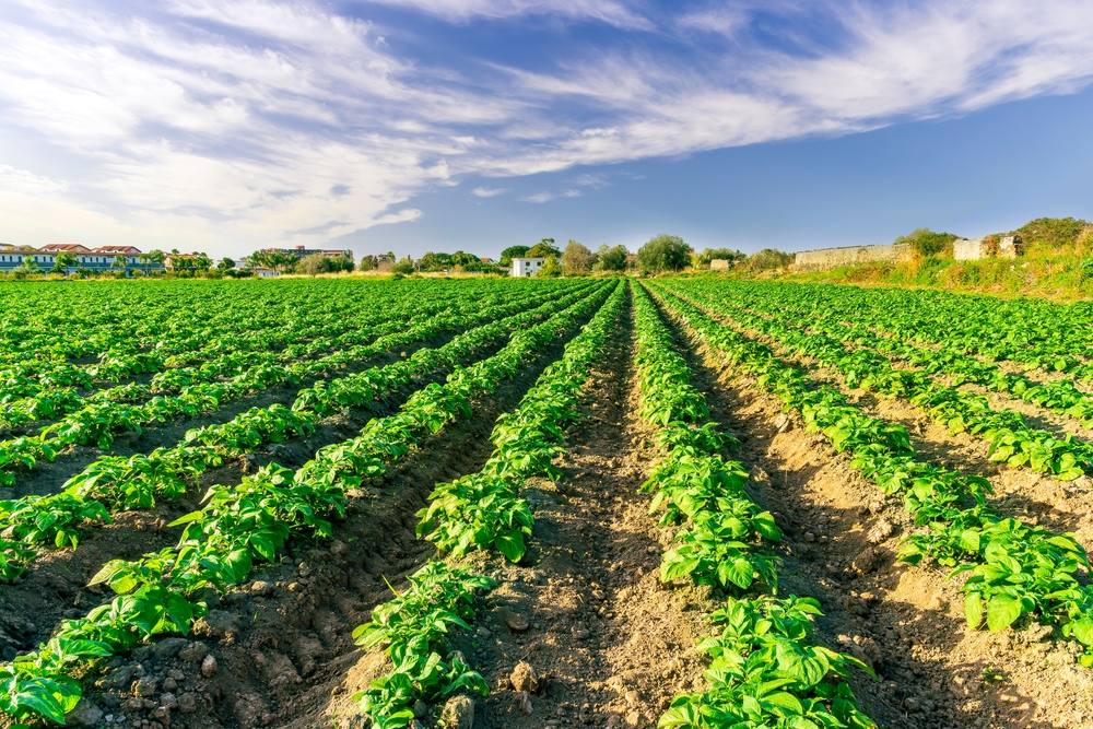 Where do potatoes come from?