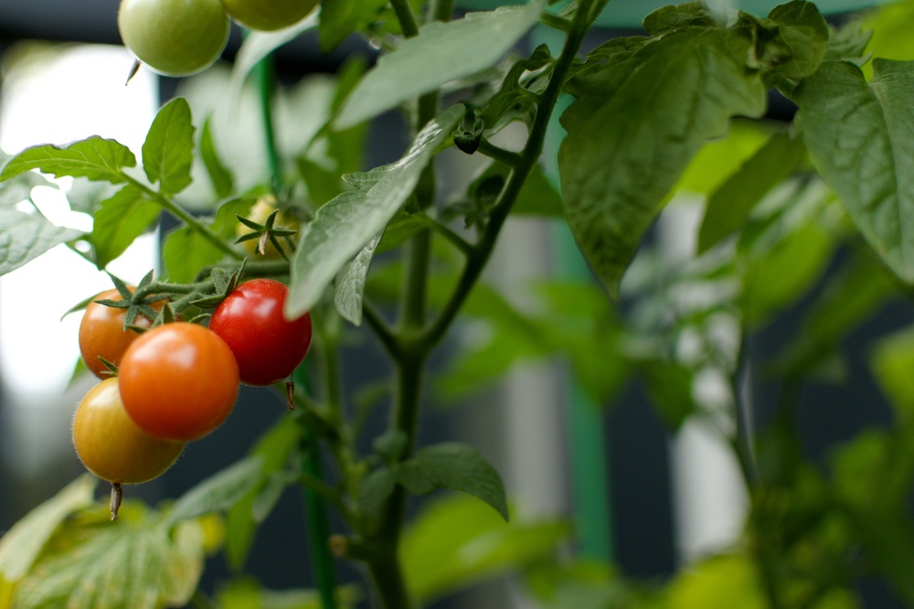 Seasonal fruit and veg activity