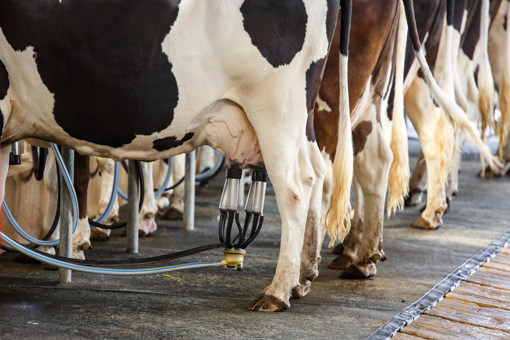 Where does milk come from?