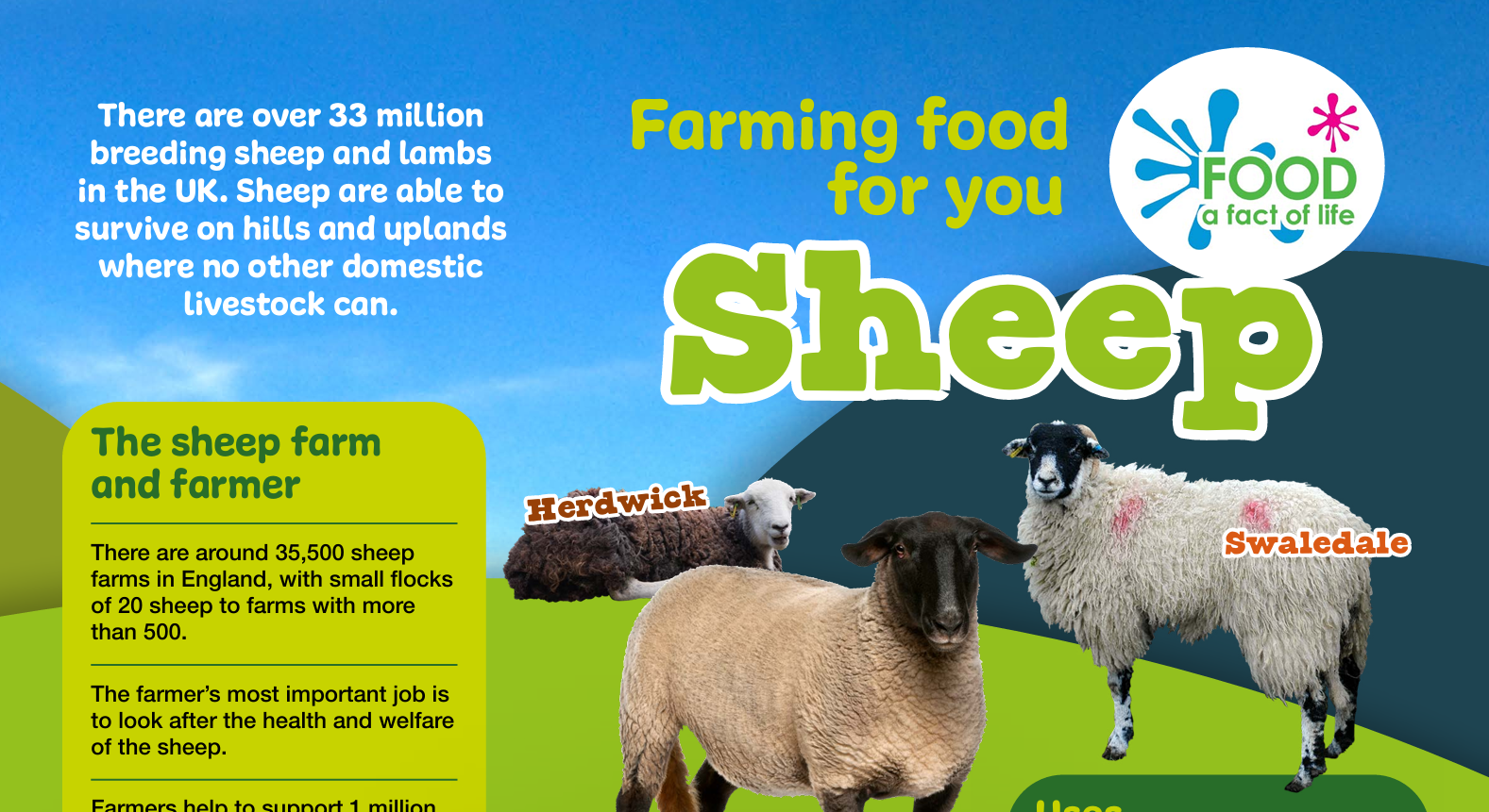 Farming food for you - sheep