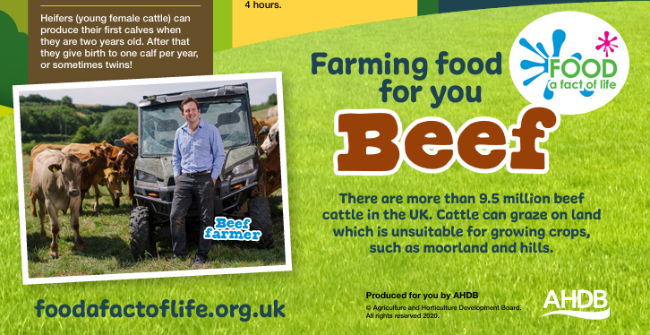 Farming food for you - beef cattle