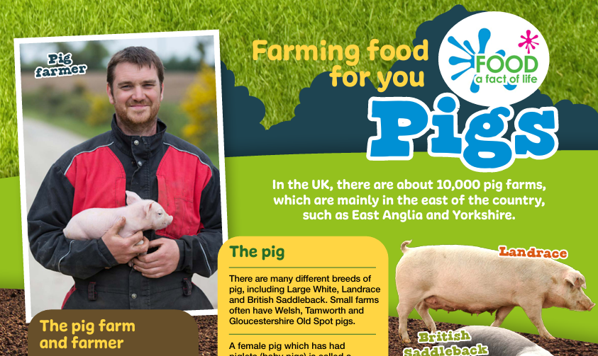 Farming food for you - pigs