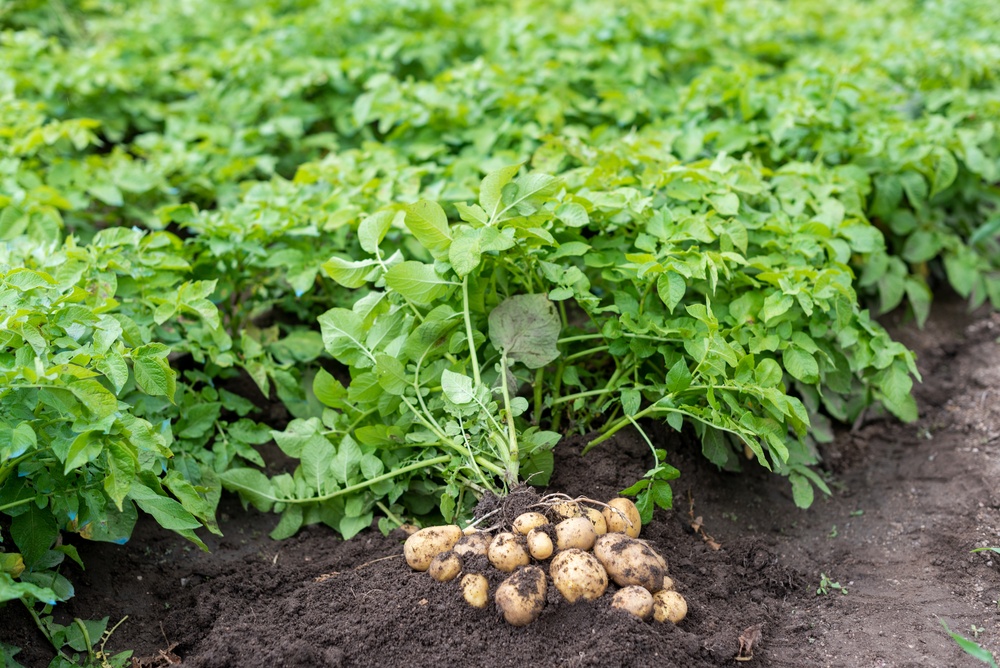 Potatoes and other plants