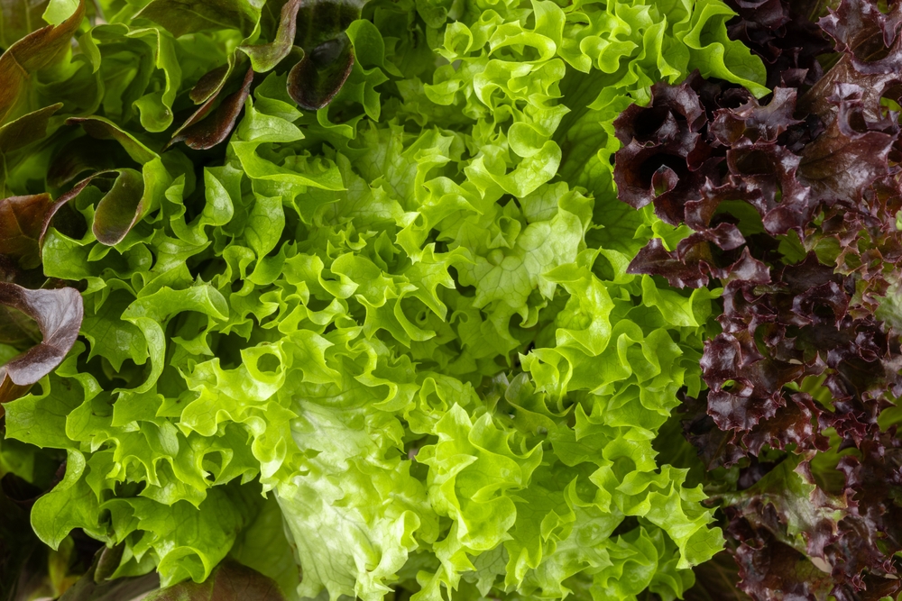Lettuce - from field to fork