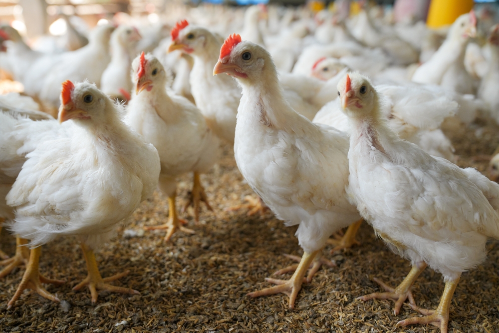 Poultry farming
