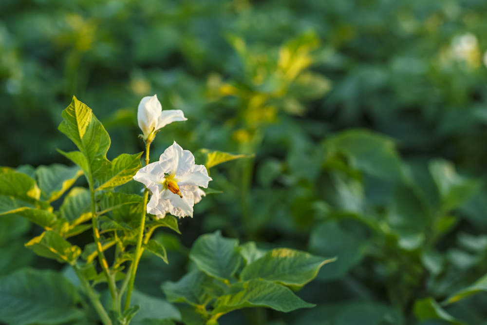 Potato plant parts