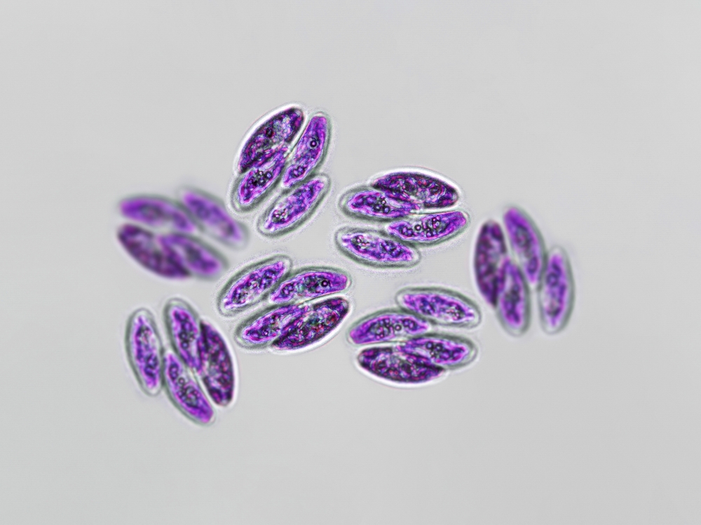 Food poisoning - life, growth and death activity