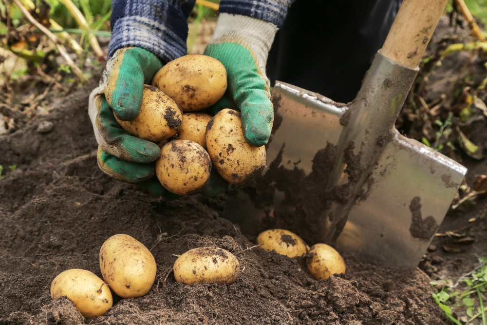 Potato factsheet