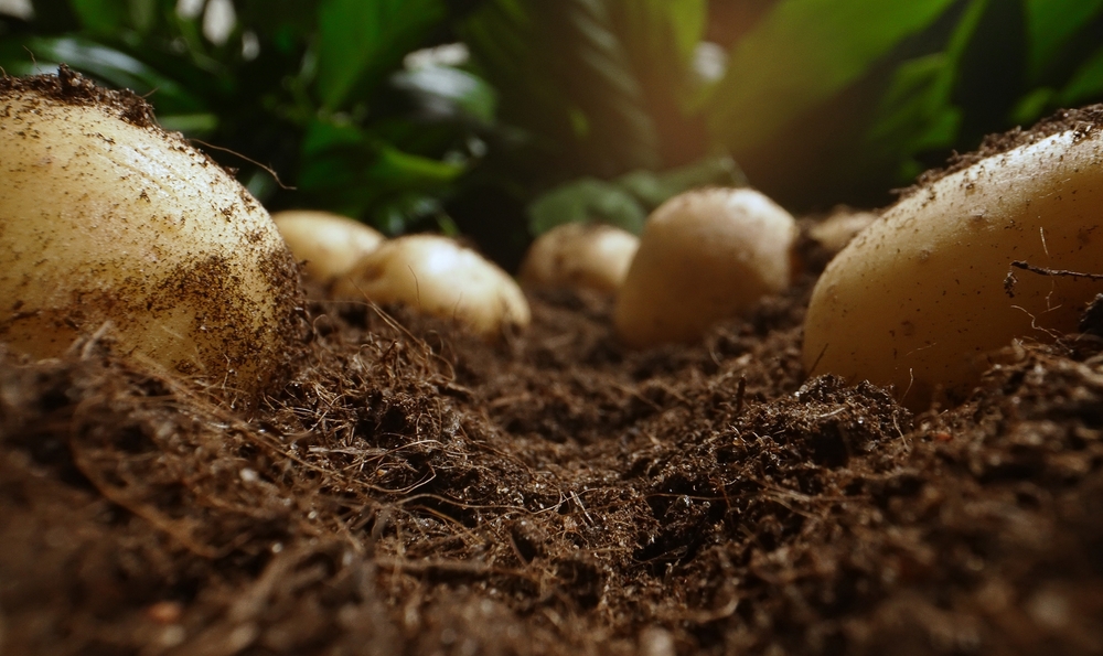 Growing potatoes