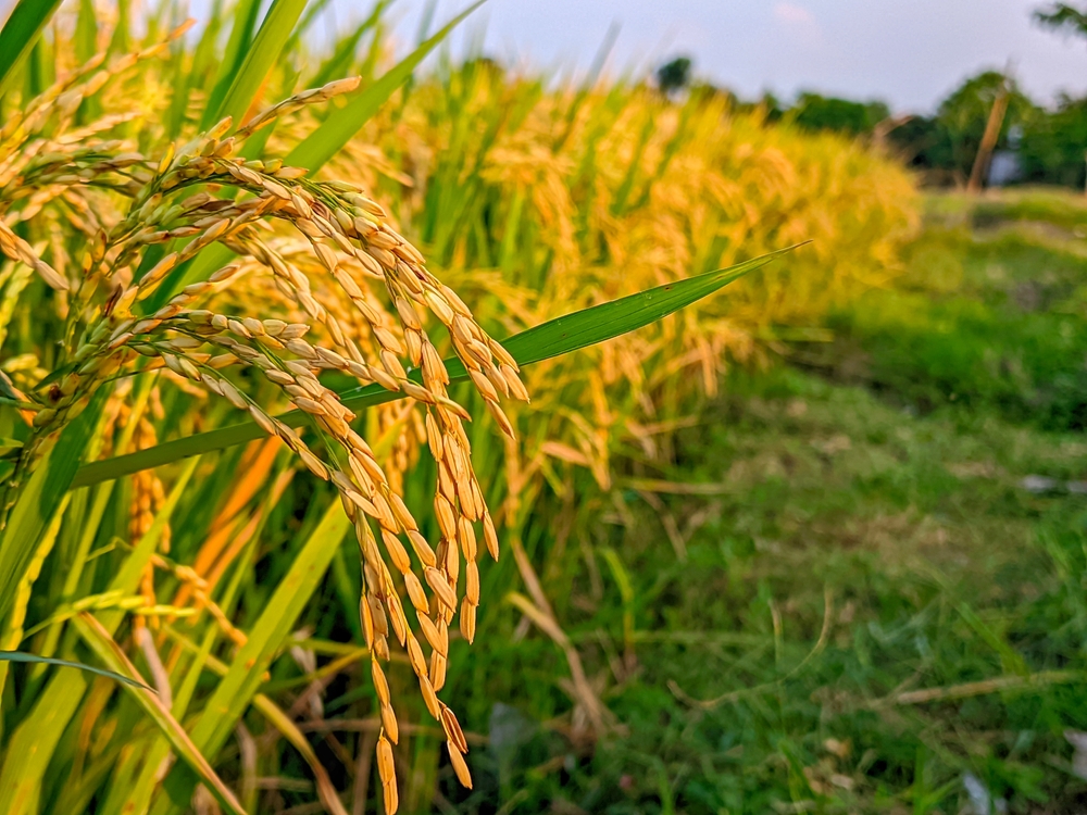 Genetic modification and gene editing