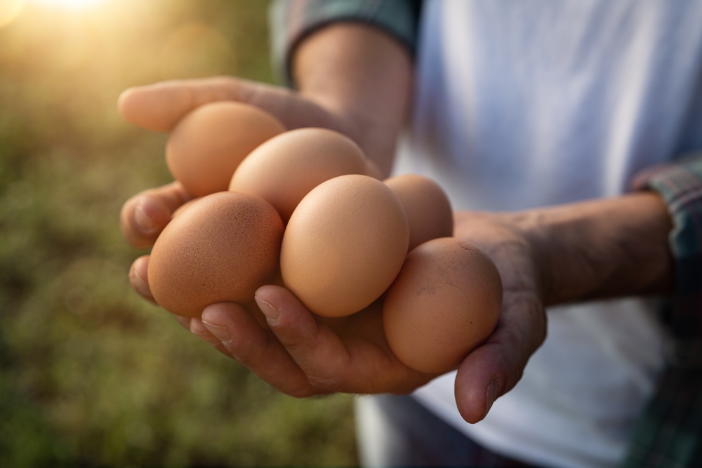 Eggs presentation 11-14