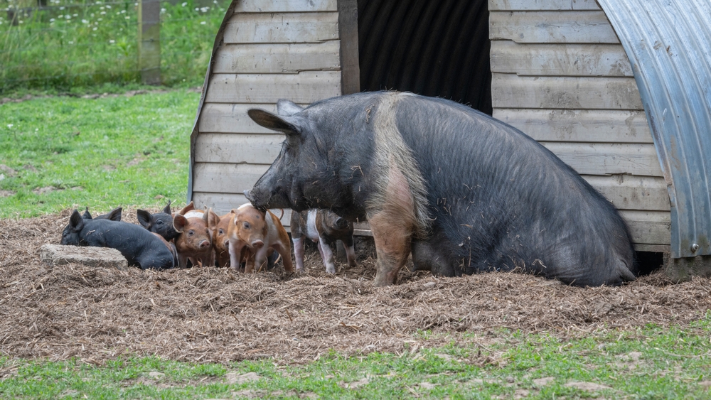 Farming food presentation