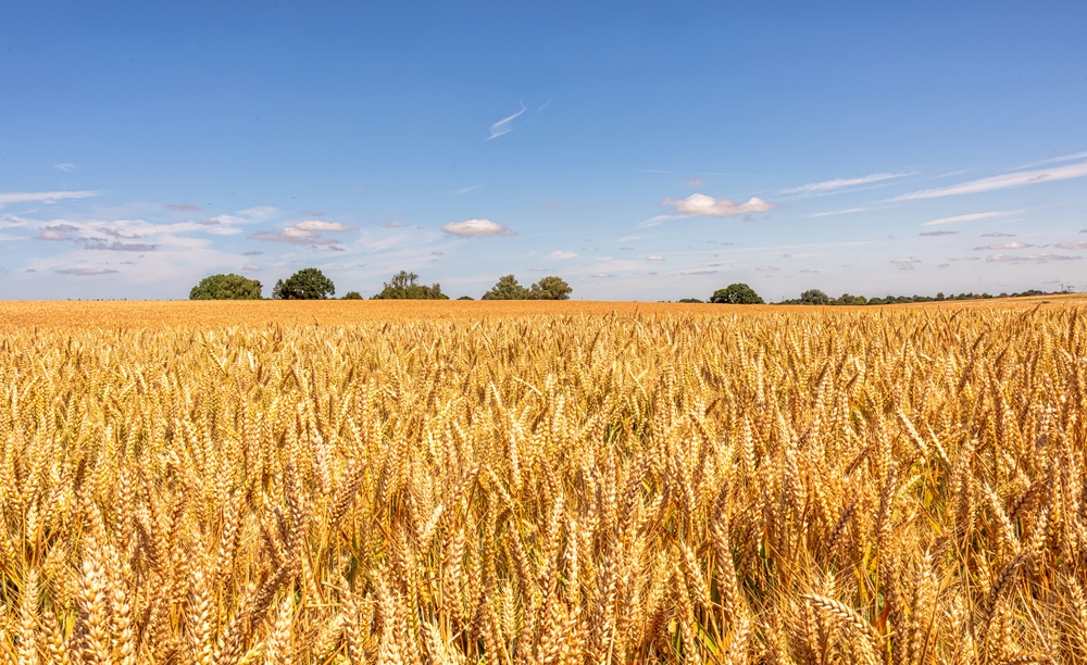 Growing wheat