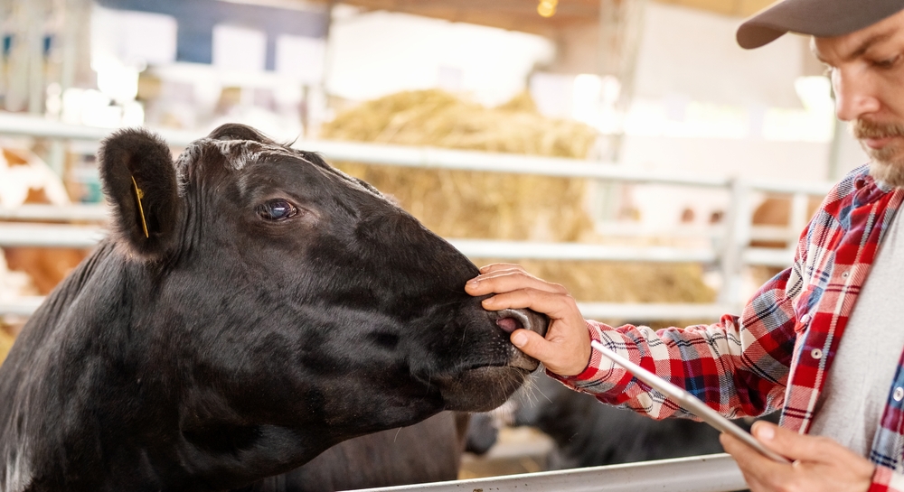 Looking after animals worksheet