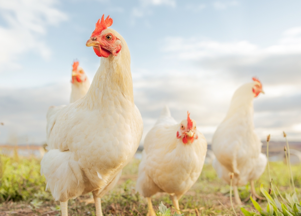 Poultry presentation 11-14